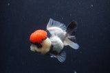 Short Body Thai Oranda  Tricolor 3.5 Inch (ID#1227T14b-92) Free2Day SHIPPING