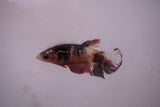 Candy Koi Galaxy  Plakat Female Betta (ID#801-F621) Free2Day SHIPPING