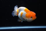 Juvenile Lionchu  Red White 3 Inch (ID#1206R11b-25) Free2Day SHIPPING