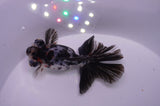 Butterfly  Calico 3.5 Inch (ID#307B8b-36) Free2Day SHIPPING