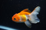 Juvenile Thai Oranda  Red White 4 Inch (ID#1220To12c-70) Free2Day SHIPPING