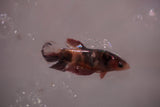 Candy Koi Galaxy  Plakat Female Betta (ID#801-F621) Free2Day SHIPPING