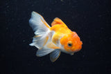 Juvenile Thai Oranda  Red White 4 Inch (ID#1220To12c-70) Free2Day SHIPPING