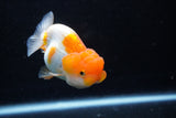 Juvenile Lionchu  Red White 3 Inch (ID#1206R11b-25) Free2Day SHIPPING