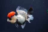 Short Body Thai Oranda  Tricolor 3.5 Inch (ID#1227T14b-92) Free2Day SHIPPING