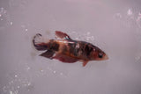 Candy Koi Galaxy  Plakat Female Betta (ID#801-F621) Free2Day SHIPPING