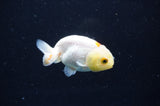 Baby Ranchu  White 2.5 Inch (ID#411R9c-28) Free2Day SHIPPING