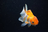 Juvenile Thai Oranda  Red White 4 Inch (ID#1220To12c-70) Free2Day SHIPPING