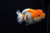 Juvenile Lionchu  Red White 3 Inch (ID#1206R11b-25) Free2Day SHIPPING