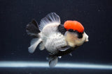 Short Body Thai Oranda  Tricolor 3.5 Inch (ID#1227T14b-92) Free2Day SHIPPING