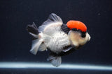 Short Body Thai Oranda  Tricolor 3.5 Inch (ID#1227T14b-92) Free2Day SHIPPING