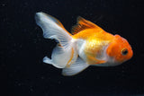 Juvenile Thai Oranda  Red White 4 Inch (ID#1220To12c-70) Free2Day SHIPPING