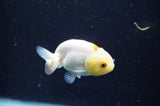 Baby Ranchu  White 2.5 Inch (ID#411R9c-28) Free2Day SHIPPING