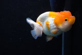 Juvenile Lionchu  Red White 3 Inch (ID#1206R11b-25) Free2Day SHIPPING