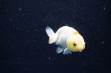Baby Ranchu  White 2.5 Inch (ID#411R9c-28) Free2Day SHIPPING