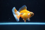 Butterfly  Red White 3 Inch (ID#307B8b-37) Free2Day SHIPPING