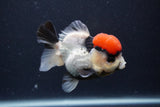 Short Body Thai Oranda  Tricolor 3.5 Inch (ID#1227T14b-92) Free2Day SHIPPING