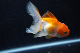 Juvenile Thai Oranda  Red White 4 Inch (ID#1220To12c-70) Free2Day SHIPPING