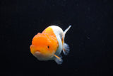 Juvenile Lionchu  Red White 3 Inch (ID#1206R11b-25) Free2Day SHIPPING