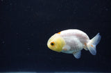 Baby Ranchu  White 2.5 Inch (ID#411R9c-28) Free2Day SHIPPING