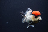 Short Body Thai Oranda  Tricolor 3.5 Inch (ID#1227T14b-92) Free2Day SHIPPING