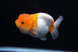 Juvenile Lionchu  Red White 3 Inch (ID#1206R11b-25) Free2Day SHIPPING