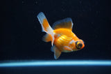 Butterfly  Red White 3 Inch (ID#307B8b-37) Free2Day SHIPPING