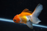 Juvenile Thai Oranda  Red White 4 Inch (ID#1220To12c-70) Free2Day SHIPPING