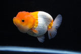 Juvenile Lionchu  Red White 3 Inch (ID#1206R11b-25) Free2Day SHIPPING