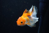 Juvenile Thai Oranda  Red White 4 Inch (ID#1220To12c-70) Free2Day SHIPPING