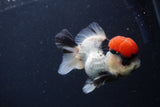 Short Body Thai Oranda  Tricolor 3.5 Inch (ID#1227T14b-92) Free2Day SHIPPING