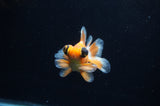 Butterfly  Red White 3 Inch (ID#307B8b-37) Free2Day SHIPPING