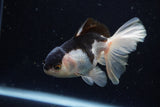 Juvenile Thai Oranda  Panda 4 Inch (ID#1220To12c-71) Free2Day SHIPPING