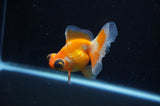 Butterfly  Red White 3 Inch (ID#307B8b-37) Free2Day SHIPPING