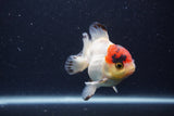 Short Body Thai Oranda  Tricolor 3.5 Inch (ID#1227T14b-93) Free2Day SHIPPING