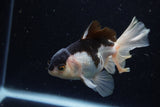 Juvenile Thai Oranda  Panda 4 Inch (ID#1220To12c-71) Free2Day SHIPPING