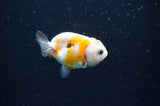 Baby Ranchu  Calico 2.5 Inch (ID#411R9c-29) Free2Day SHIPPING