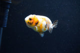 Baby Ranchu  Calico 2.5 Inch (ID#411R9c-29) Free2Day SHIPPING