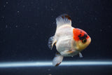 Short Body Thai Oranda  Tricolor 3.5 Inch (ID#1227T14b-93) Free2Day SHIPPING