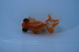 Butterfly  Red White 3 Inch (ID#307B8b-37) Free2Day SHIPPING