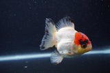 Short Body Thai Oranda  Tricolor 3.5 Inch (ID#1227T14b-93) Free2Day SHIPPING