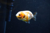 Baby Ranchu  Calico 2.5 Inch (ID#411R9c-29) Free2Day SHIPPING