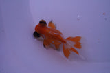 Butterfly  Red White 3 Inch (ID#307B8b-37) Free2Day SHIPPING