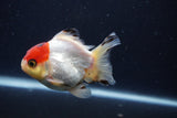 Short Body Thai Oranda  Tricolor 3.5 Inch (ID#1227T14b-93) Free2Day SHIPPING