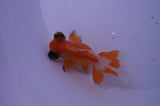 Butterfly  Red White 3 Inch (ID#307B8b-37) Free2Day SHIPPING