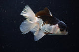 Juvenile Thai Oranda  Panda 4 Inch (ID#1220To12c-71) Free2Day SHIPPING