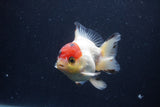 Short Body Thai Oranda  Tricolor 3.5 Inch (ID#1227T14b-93) Free2Day SHIPPING