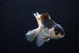 Juvenile Thai Oranda  Panda 4 Inch (ID#1220To12c-71) Free2Day SHIPPING