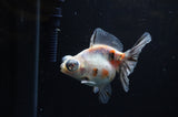 Butterfly  Calico 3.5 Inch (ID#307B8b-38) Free2Day SHIPPING