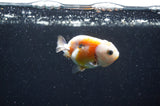 Baby Ranchu  Calico 2.5 Inch (ID#411R9c-29) Free2Day SHIPPING